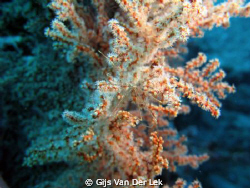 Spider Crab by Gijs Van Der Lek 